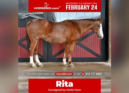 American Quarter Horse, Giumenta, 14 Anni, 147 cm, Roano rosso