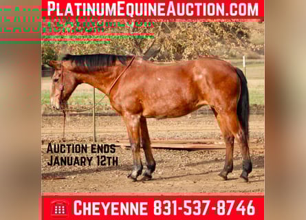 American Quarter Horse, Giumenta, 14 Anni, 150 cm, Baio roano