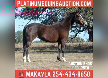 American Quarter Horse, Giumenta, 14 Anni, 155 cm, Baio ciliegia