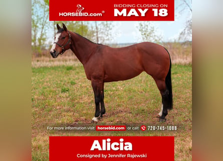 American Quarter Horse, Giumenta, 14 Anni, Baio ciliegia