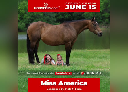 American Quarter Horse, Giumenta, 15 Anni, 152 cm, Baio ciliegia