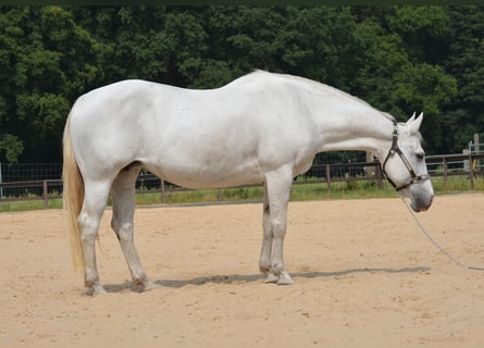 American Quarter Horse, Giumenta, 15 Anni, 153 cm, Grigio