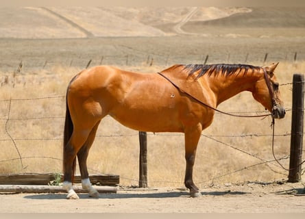 American Quarter Horse, Giumenta, 15 Anni, Pelle di daino