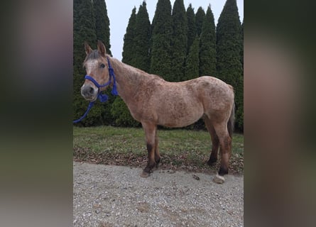 American Quarter Horse, Giumenta, 16 Anni, 147 cm, Roano rosso
