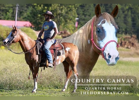 American Quarter Horse, Giumenta, 16 Anni, 152 cm, Sauro ciliegia