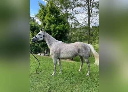 American Quarter Horse, Giumenta, 16 Anni, 157 cm, Grigio