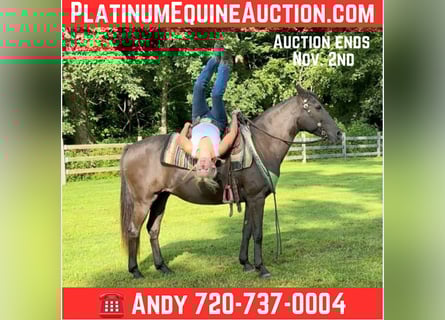 American Quarter Horse, Giumenta, 17 Anni, 142 cm, Baio
