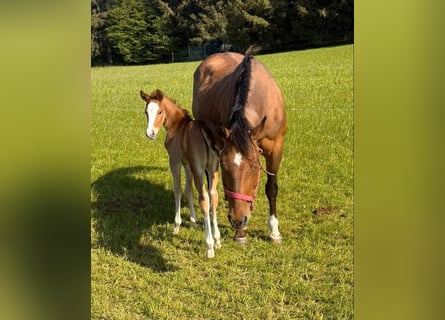 American Quarter Horse, Giumenta, 17 Anni, 150 cm, Baio