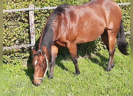 American Quarter Horse, Giumenta, 17 Anni, 150 cm, Baio