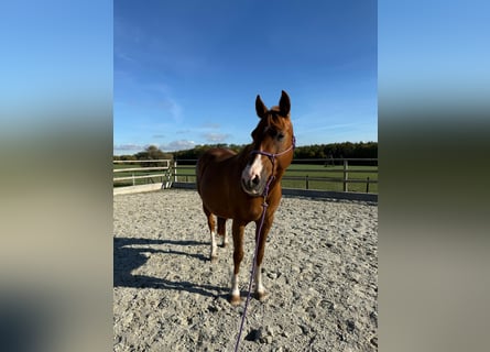 American Quarter Horse, Giumenta, 17 Anni, 152 cm, Sauro