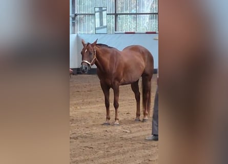 American Quarter Horse, Giumenta, 17 Anni, 155 cm, Sauro scuro