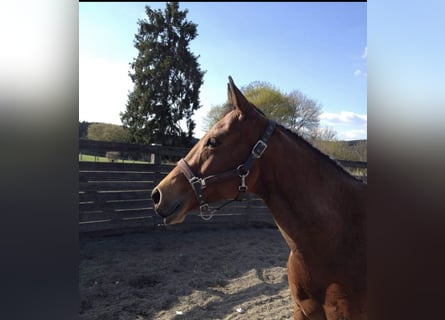 American Quarter Horse, Giumenta, 18 Anni, 150 cm, Baio