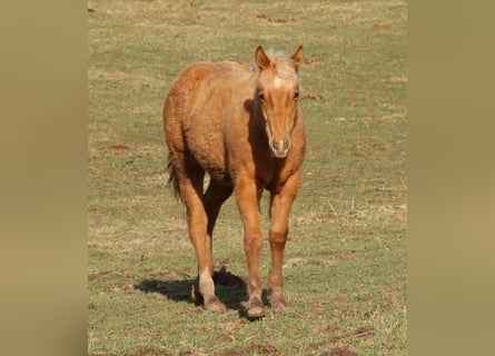American Quarter Horse, Giumenta, 1 Anno, 148 cm, Palomino