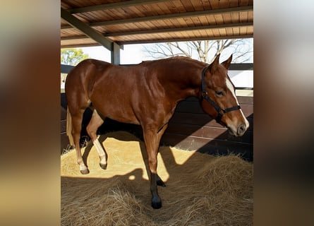 American Quarter Horse, Giumenta, 1 Anno, 148 cm, Sauro