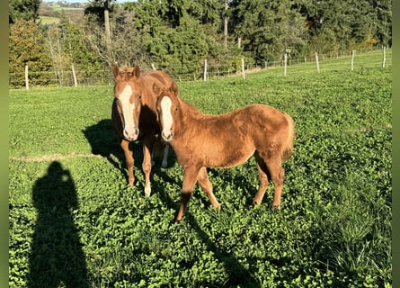 American Quarter Horse, Giumenta, 1 Anno, 148 cm, Sauro