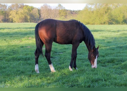 American Quarter Horse, Giumenta, 1 Anno, 150 cm, Baio