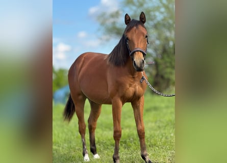 American Quarter Horse, Giumenta, 1 Anno, 150 cm, Baio