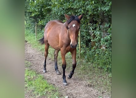 American Quarter Horse Mix, Giumenta, 1 Anno, 150 cm