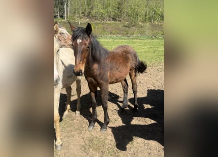 American Quarter Horse Mix, Giumenta, 1 Anno, 150 cm