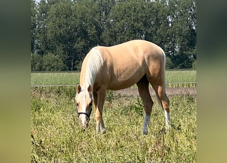 American Quarter Horse, Giumenta, 1 Anno, 150 cm, Palomino