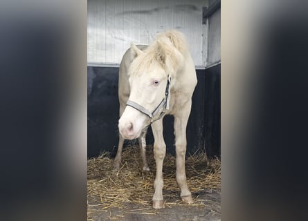 American Quarter Horse Mix, Giumenta, 1 Anno, 150 cm, Perlino