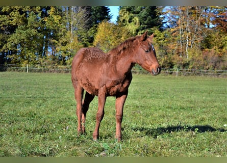 American Quarter Horse, Giumenta, 1 Anno, 150 cm, Sauro scuro
