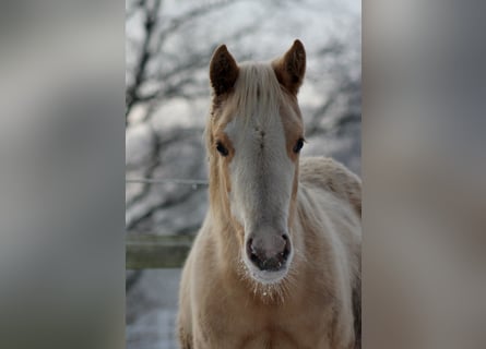 American Quarter Horse, Giumenta, 1 Anno, 151 cm, Palomino