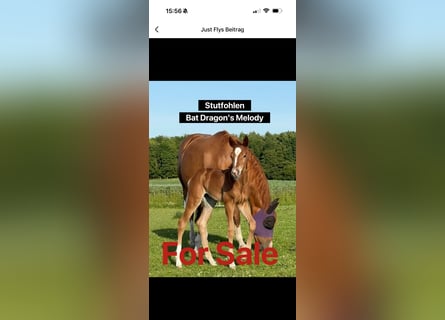 American Quarter Horse, Giumenta, 1 Anno, 152 cm, Sauro