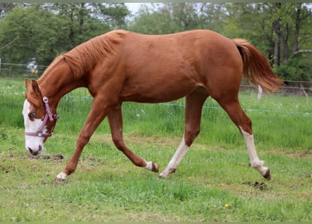 American Quarter Horse, Giumenta, 1 Anno, 153 cm, Sauro