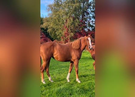 American Quarter Horse, Giumenta, 1 Anno, 155 cm, Sauro