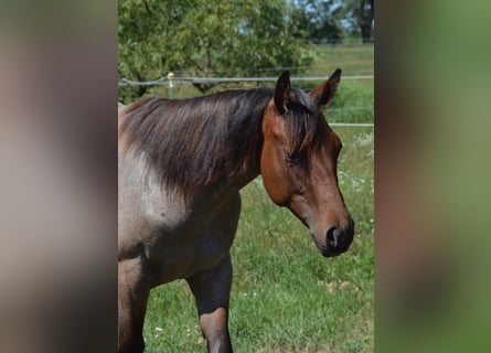 American Quarter Horse, Giumenta, 1 Anno, 160 cm, Baio roano