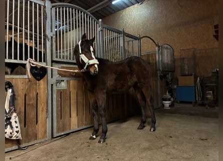 American Quarter Horse, Giumenta, 1 Anno, 162 cm, Baio