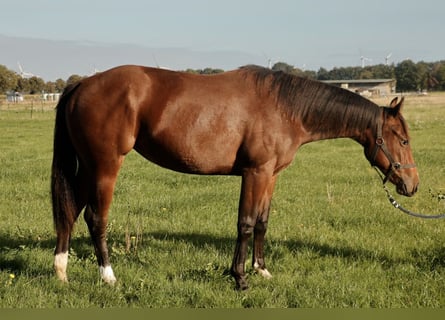 American Quarter Horse, Giumenta, 1 Anno, Baio