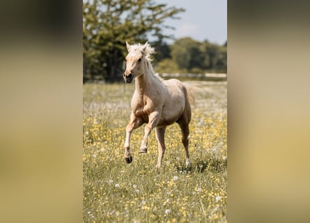 American Quarter Horse, Giumenta, 1 Anno, Palomino