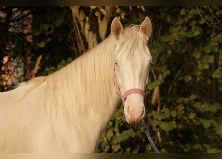 American Quarter Horse, Giumenta, 1 Anno, Perlino