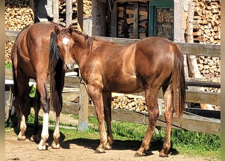 American Quarter Horse, Giumenta, 1 Anno, Sauro