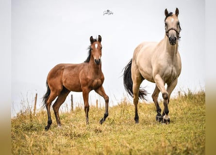 American Quarter Horse, Giumenta, 1 Anno, Sauro
