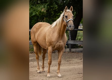 American Quarter Horse, Giumenta, 20 Anni, Palomino