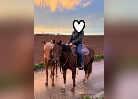 American Quarter Horse, Giumenta, 23 Anni, 145 cm, Palomino
