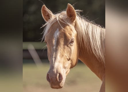 American Quarter Horse, Giumenta, 2 Anni, 140 cm, Champagne