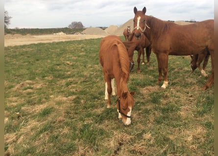 American Quarter Horse, Giumenta, 2 Anni, 140 cm, Sauro