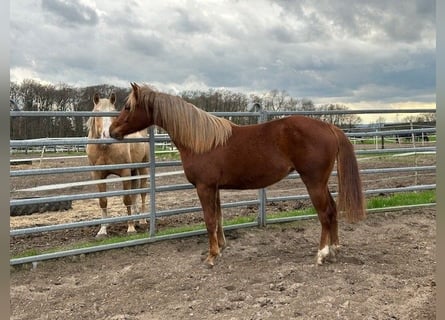 American Quarter Horse, Giumenta, 2 Anni, 141 cm, Sauro scuro