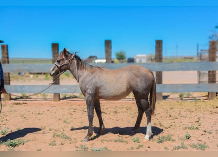 American Quarter Horse, Giumenta, 2 Anni, 142 cm, Grigio