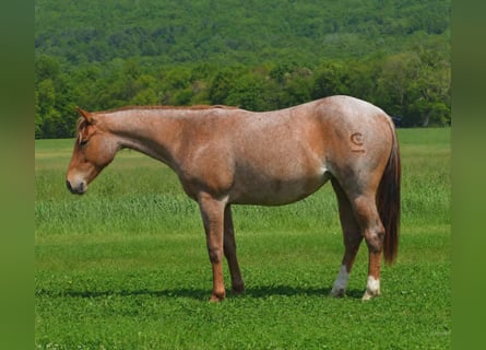 American Quarter Horse, Giumenta, 2 Anni, 142 cm, Roano rosso