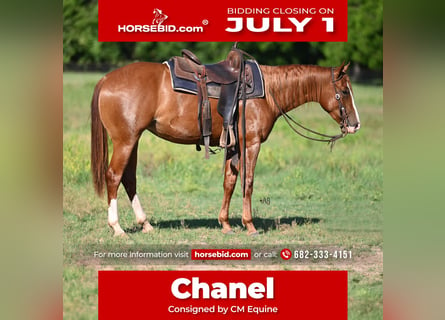 American Quarter Horse, Giumenta, 2 Anni, 142 cm, Sauro ciliegia