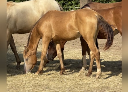 American Quarter Horse, Giumenta, 2 Anni, 143 cm, Champagne