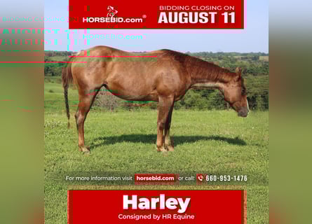 American Quarter Horse, Giumenta, 2 Anni, 145 cm, Roano rosso