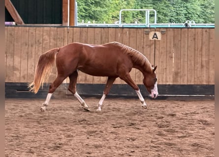 American Quarter Horse, Giumenta, 2 Anni, 150 cm, Sauro