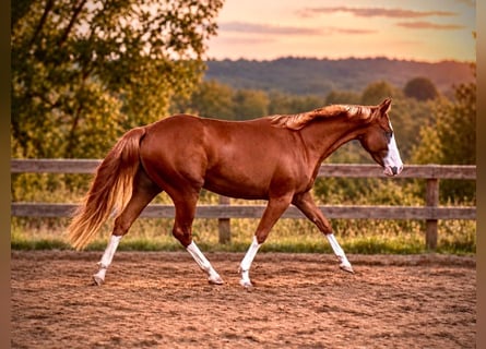 American Quarter Horse, Giumenta, 2 Anni, 150 cm, Sauro