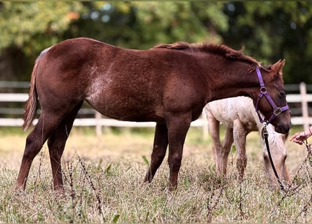 American Quarter Horse, Giumenta, 2 Anni, 150 cm, Sauro scuro